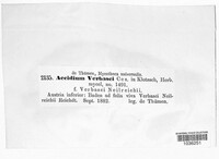 Aecidium verbasci image